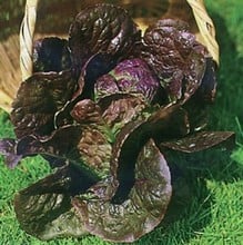 Lettuce Little Leprechaun (10 Plants) Organic Lettuce Little Leprechaun (10 Plants) Organic