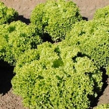 Lettuce Lollo Biondi (10 Plants) Organic