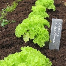 Lettuce Lollo Biondi - Organic Plant Packs Lettuce Lollo Biondi - Organic Plant Packs