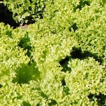Lettuce Lollo Biondi - Organic Plant Packs Lettuce Lollo Biondi - Organic Plant Packs
