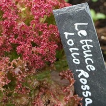 Lettuce Lollo Rossa - Organic Plant Packs
