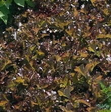 Lettuce Red Salad Bowl - Organic Plant Packs