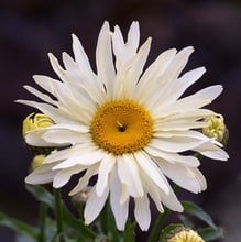 Leucanthemum Banana Cream