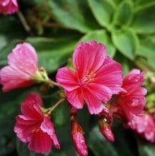 Lewisia Sunset hybrids