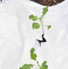 Light Reflective Mulch Weed Control Fabric