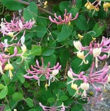 Lonicera periclymenum Belgica