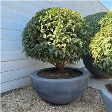 Luna Planter 78cm Luna Planter 78cm