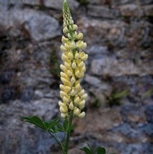 Lupinus Chandelier