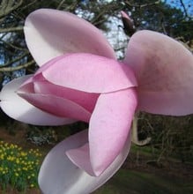Magnolia Dawsoniana