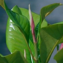 Magnolia grandiflora Ferruginea