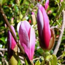 Magnolia liliflora Nigra