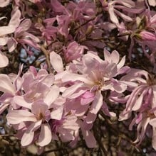 Magnolia loebneri Leonard Messel