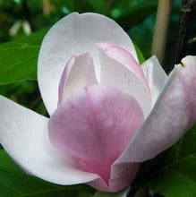 Magnolia soulangeana Lennei