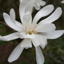 Magnolia stellata Royal Star
