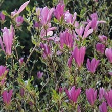 Magnolia Susan Magnolia Susan