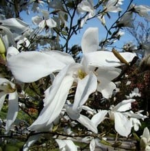 Magnolia Wadas Memory