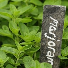 Marjoram (3 Plants) Organic