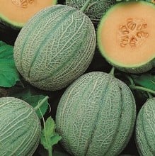 Melon Blenheim Orange (5 Plants) Organic