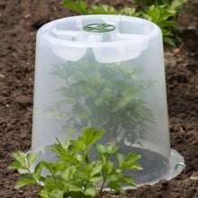 Mini Greenhouse Forcing Cloche