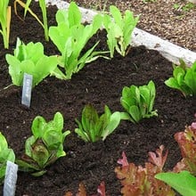 Mini Year Round Veg Patch