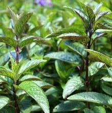 Mint Chocolate- Organic Plant Packs Mint Chocolate- Organic Plant Packs