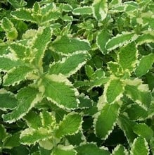 Mint Pineapple - Organic Plant Packs Mint Pineapple - Organic Plant Packs
