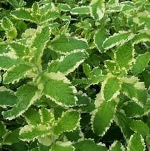 Mint Pineapple - Organic Plant Packs