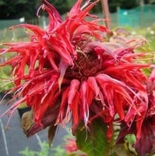 Monarda Cambridge Scarlet