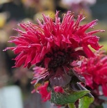 Monarda Fireball