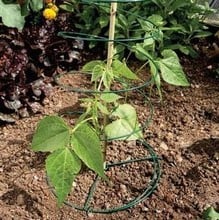 Multi Spiral Plant Support