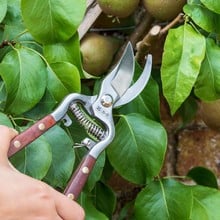 National Trust Secateurs