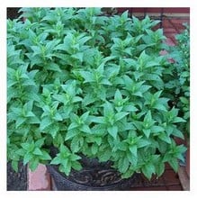 Natural Cat Deterrent Plant Seeds