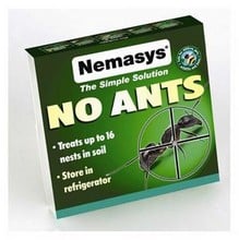 Nemasys 16 Colony No Ants Nematode