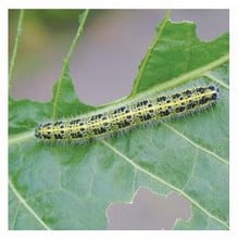 Nemasys Caterpillar Killer