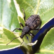 Nemasys Vine Weevil Killer - Agricultural Solutions