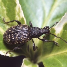 Nemasys Vine Weevil Killer - Agricultural Solutions