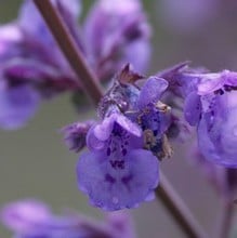 Nepeta Six Hills Giant