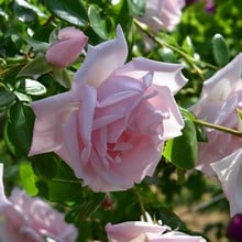 New Dawn - Climbing Rose by Peter Beales