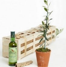 Olive Tree and Oil Gardeners Gift Set