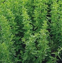 Oregano Greek - Organic Plant Packs Oregano Greek - Organic Plant Packs