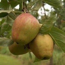 Organic Adam's Pearmain Dessert Apple - Semi Dwarf Organic Adam's Pearmain Dessert Apple - Semi Dwarf