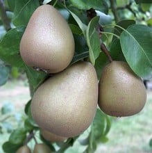 Organic Beurre Hardy Dessert Pear Trees