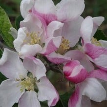 Organic Blenheim Orange Apple Trees