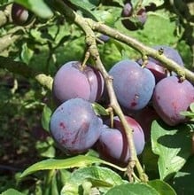 Organic Blue Tit Plum Tree