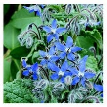 Organic Borage Seeds