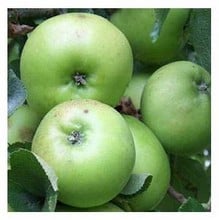 Organic Bramley Apple Trees