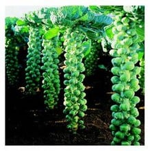 Organic Brussels Sprouts Igor seeds