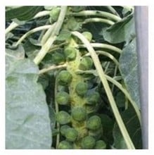 Organic Brussels Sprouts Nautic seeds