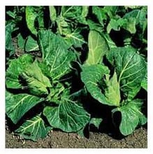 Organic Cabbage F1 Advantage Seeds