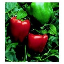 Organic California Wonder Pepper Seeds